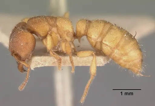 Amblyopone longidens specimen CASENT0102521 image casent0102521_3