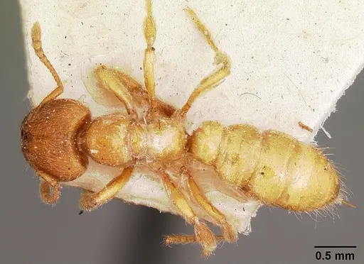 Amblyopone longidens specimen CASENT0104577 image casent0104577_1