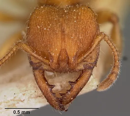 Amblyopone longidens specimen CASENT0104577 image casent0104577_2