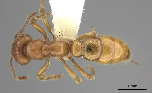 Amblyopone longidens specimen CASENT0260448 image casent0260448_1