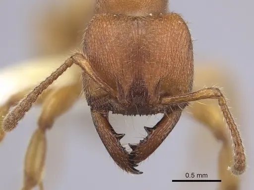 Amblyopone longidens specimen CASENT0260448 image casent0260448_2
