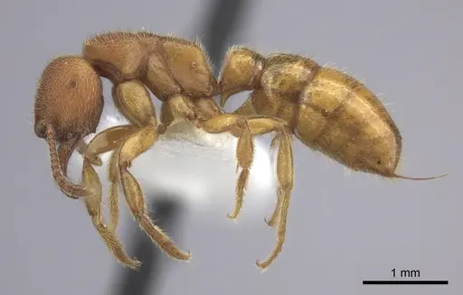 Amblyopone longidens specimen CASENT0260448 image casent0260448_3