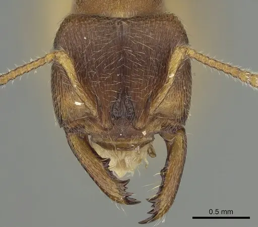Amblyopone longidens specimen CASENT0280653 image casent0280653_2