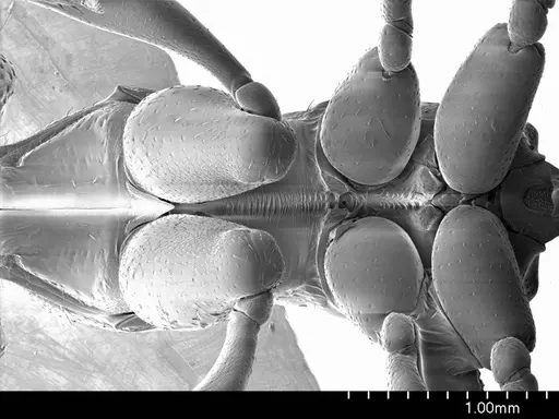 Amblyopone mercovichi specimen ANTWEB1008498 image antweb1008498_1