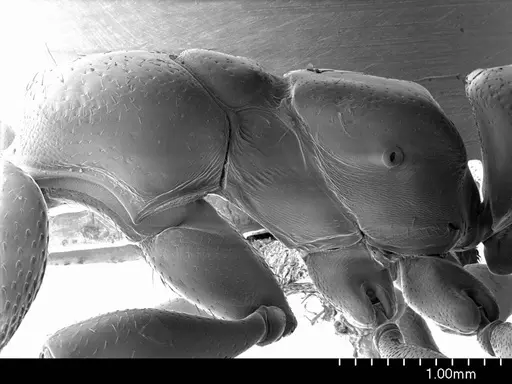 Amblyopone mercovichi specimen ANTWEB1008498 image antweb1008498_3
