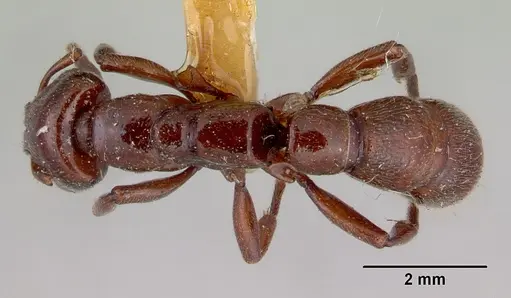 Amblyopone mercovichi specimen CASENT0172207 image casent0172207_1