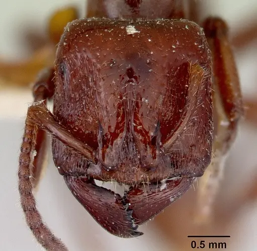 Amblyopone mercovichi specimen CASENT0172207 image casent0172207_2