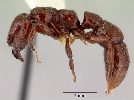Amblyopone mercovichi specimen CASENT0172207 image casent0172207_3