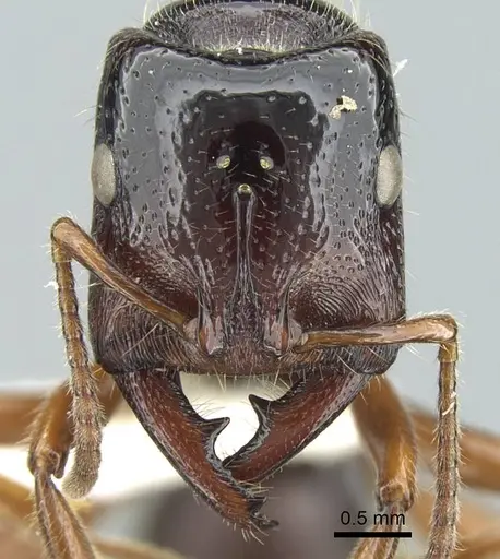 Amblyopone michaelseni specimen CASENT0100441 image casent0100441_2