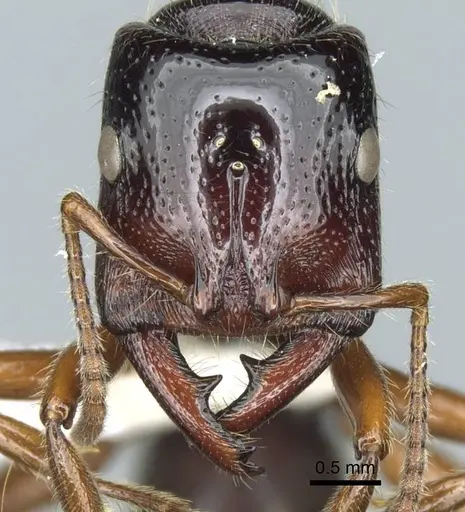 Amblyopone michaelseni specimen CASENT0100441 image casent0100441_3