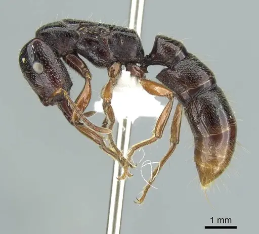 Amblyopone michaelseni specimen CASENT0100441 image casent0100441_4
