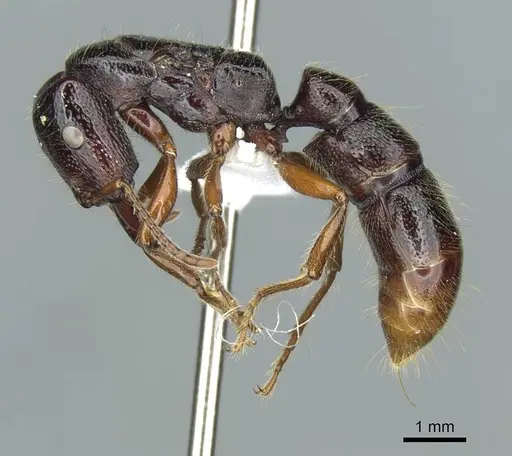 Amblyopone michaelseni specimen CASENT0100441 image casent0100441_5