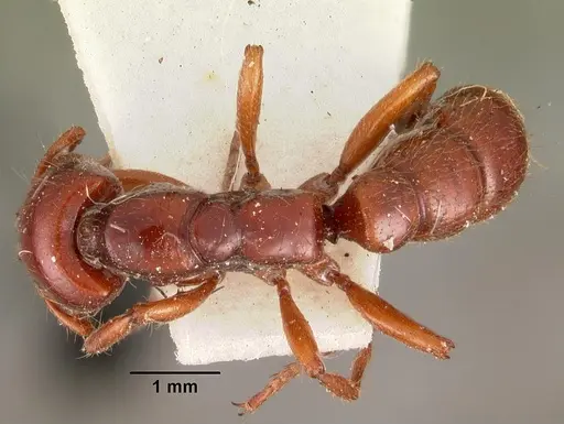 Amblyopone michaelseni specimen CASENT0102195 image casent0102195_1
