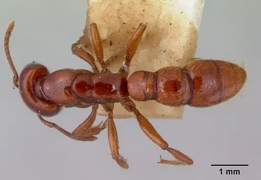 Amblyopone michaelseni specimen CASENT0172208 image casent0172208_1