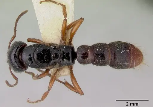 Amblyopone michaelseni specimen CASENT0172209 image casent0172209_1