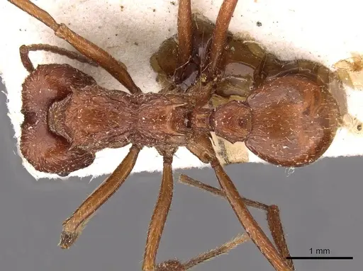 Amoimyrmex bruchi specimen CASENT0909436 image casent0909436_1