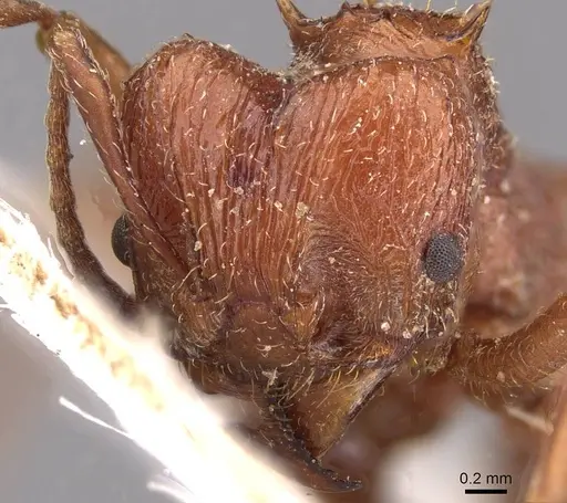 Amoimyrmex bruchi specimen CASENT0909436 image casent0909436_2