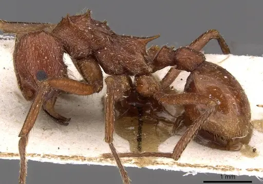 Amoimyrmex bruchi specimen CASENT0909436 image casent0909436_3