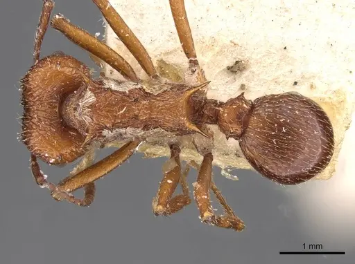 Amoimyrmex bruchi specimen CASENT0909437 image casent0909437_1