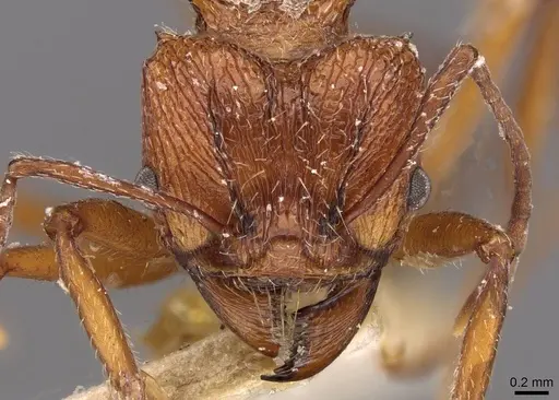 Amoimyrmex bruchi specimen CASENT0909437 image casent0909437_2