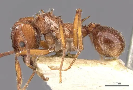 Amoimyrmex bruchi specimen CASENT0909437 image casent0909437_3