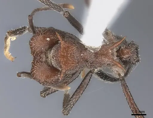 Amoimyrmex silvestrii specimen CASENT0217815 image casent0217815_1