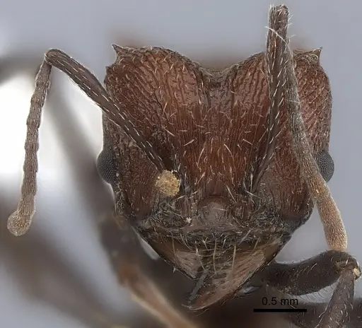 Amoimyrmex silvestrii specimen CASENT0217815 image casent0217815_2