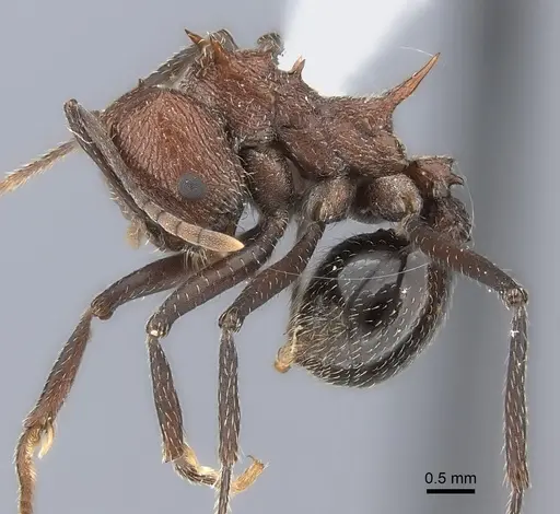 Amoimyrmex silvestrii specimen CASENT0217815 image casent0217815_3