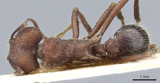 Amoimyrmex silvestrii specimen CASENT0905007 image casent0905007_1