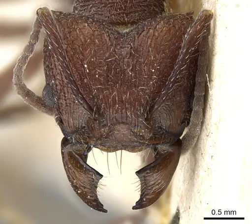 Amoimyrmex silvestrii specimen CASENT0905007 image casent0905007_2