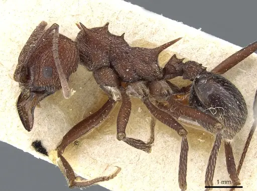 Amoimyrmex silvestrii specimen CASENT0905007 image casent0905007_3