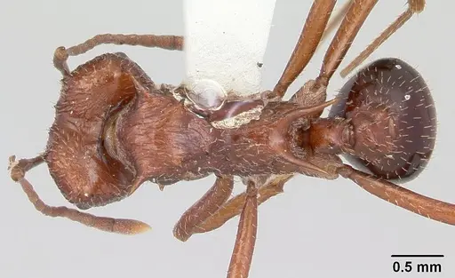 Amoimyrmex striatus specimen CASENT0104326 image casent0104326_1