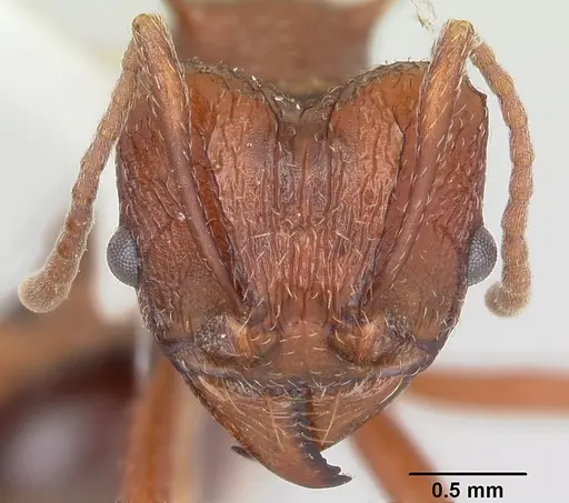 Amoimyrmex striatus specimen CASENT0104326 image casent0104326_2