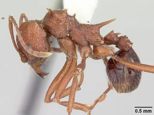 Amoimyrmex striatus specimen CASENT0104326 image casent0104326_3