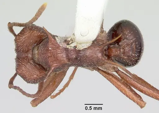 Amoimyrmex striatus specimen CASENT0104327 image casent0104327_1