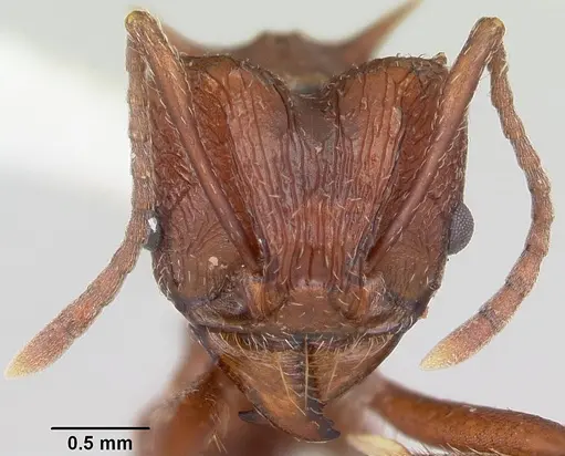 Amoimyrmex striatus specimen CASENT0104327 image casent0104327_2