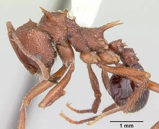 Amoimyrmex striatus specimen CASENT0104327 image casent0104327_3