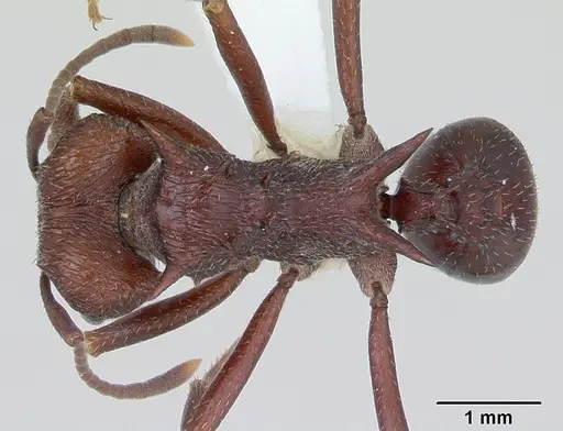 Amoimyrmex striatus specimen CASENT0173803 image casent0173803_1
