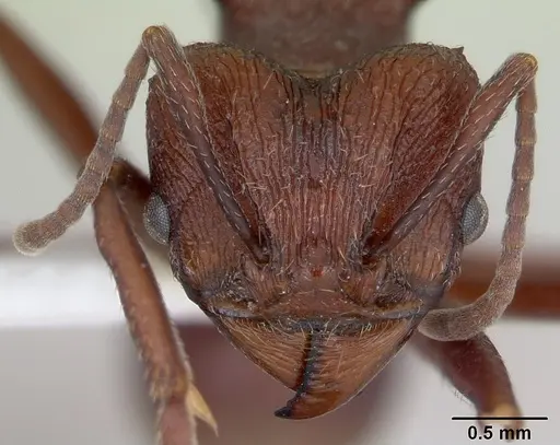Amoimyrmex striatus specimen CASENT0173803 image casent0173803_2