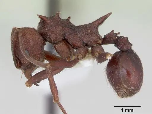 Amoimyrmex striatus specimen CASENT0173803 image casent0173803_3