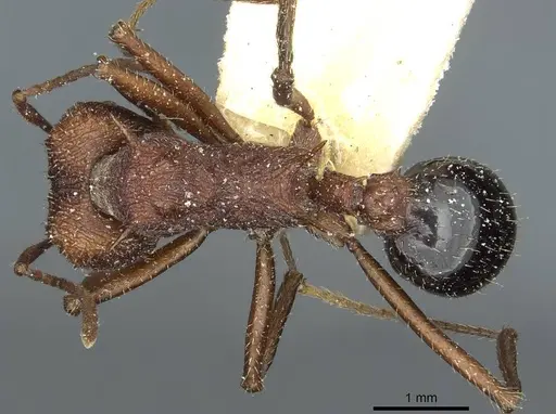 Amoimyrmex striatus specimen CASENT0912483 image casent0912483_1