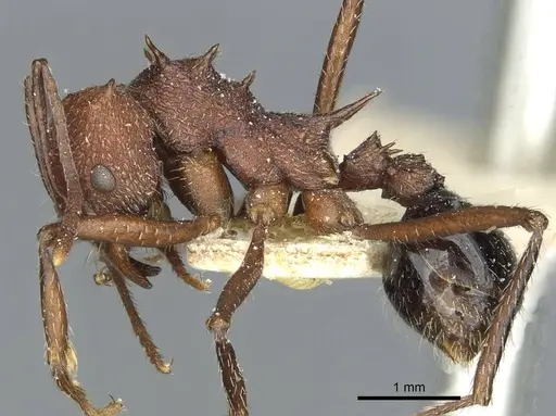 Amoimyrmex striatus specimen CASENT0912483 image casent0912483_3