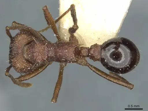 Amoimyrmex striatus specimen CASENT0912484 image casent0912484_1