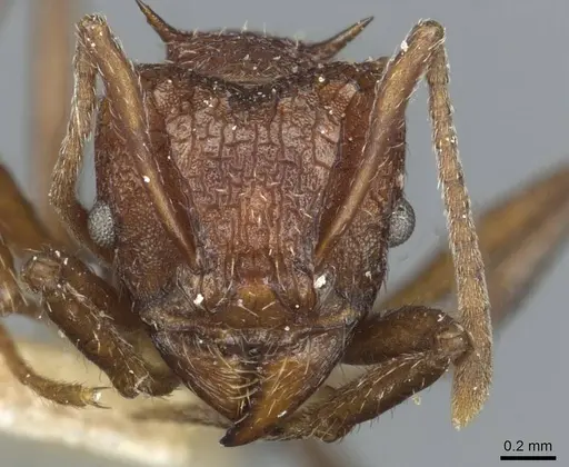 Amoimyrmex striatus specimen CASENT0912484 image casent0912484_2