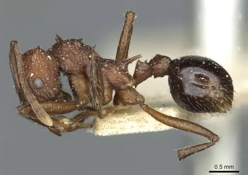 Amoimyrmex striatus specimen CASENT0912484 image casent0912484_3