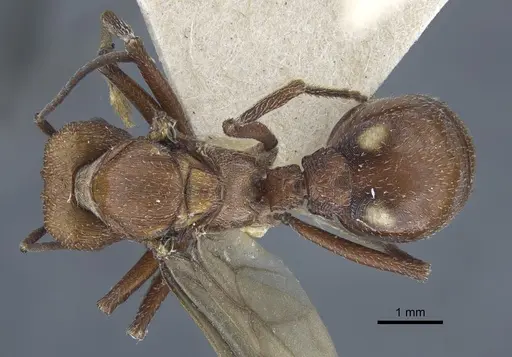 Amoimyrmex striatus specimen CASENT0916968 image casent0916968_1