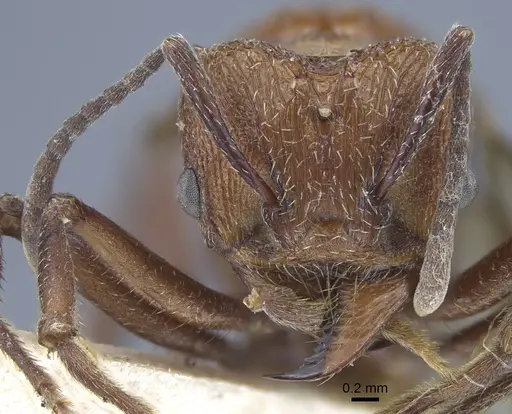 Amoimyrmex striatus specimen CASENT0916968 image casent0916968_2