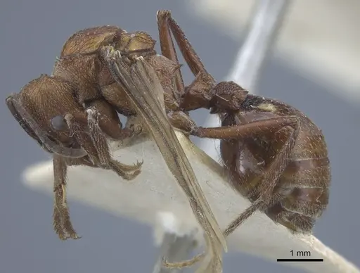 Amoimyrmex striatus specimen CASENT0916968 image casent0916968_3