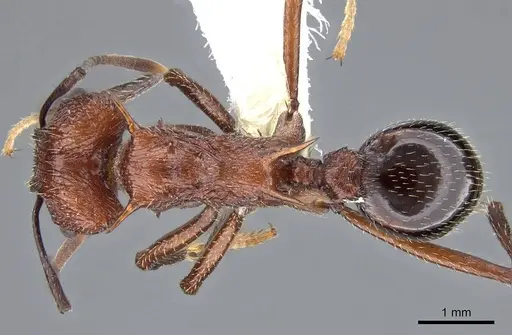 Amoimyrmex striatus specimen CASENT0922030 image casent0922030_1