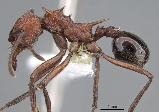 Amoimyrmex striatus specimen CASENT0922030 image casent0922030_3